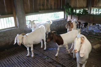 बाख्रापालन व्यवसायबाट मनग्य आम्दानी